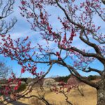 ume