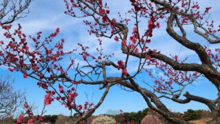 ume